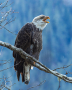 Bald Eagle in British Columbia CANADA