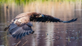 Bald Eagle in British Columbia CANADA