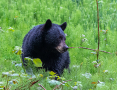 Black Bear by Hagen Pflueger