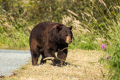 Black Bear by Hagen Pflueger