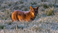 Coyote shot by Hagen Pflueger
