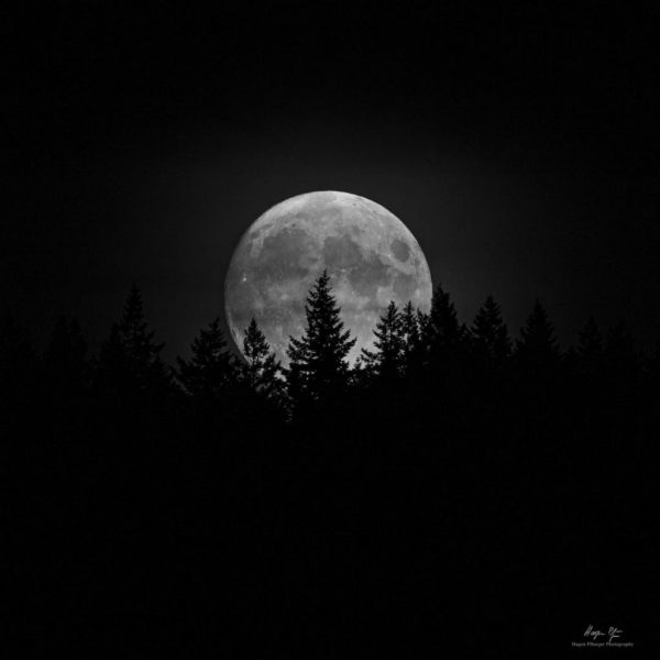 Moon behind trees
