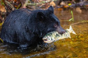 Black Bear during salmon season